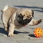 Rolls - Instagram Profile Picture of Rolls (@aliceed33) on Instagram