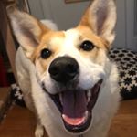 Profile Picture of Henry, Nigel, Agnes & 2 humans (@goon_menagerie) on Instagram