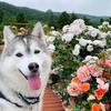 Profile Picture of Jason Monaco322 (@@huskygg3) on Tiktok