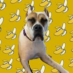 Profile Picture of Lily Bean (@lilybeanlovesbananas) on Instagram