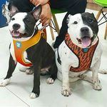 Profile Picture of amo a família jakubovic (@meu_amor_mundodopimpeopicles) on Instagram