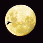 Profile Picture of David Jopson (@bluegum1957) on Instagram