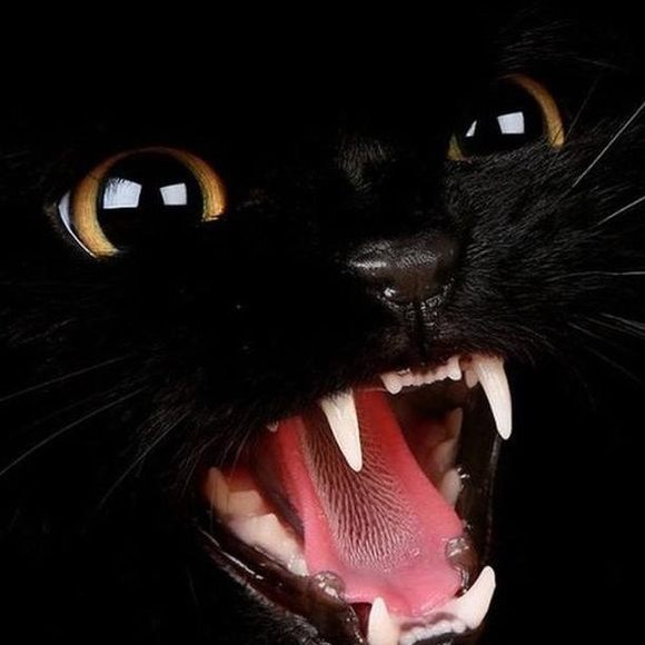 Profile Picture of Lynda Meeder (@lyndameeder) on Poshmark