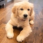 Profile Picture of Sydney MacVey (@sydney.macvey) on Instagram