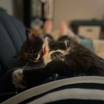 Profile Picture of Riggs the Kitten (@mr_riggs1012) on Instagram