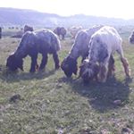 Profile Picture of گلداران شهماروند لالی بنه امیر (@gale_daran_shamarvand) on Instagram