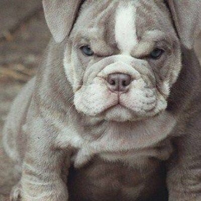 Profile Picture of Amanda Stumbo (@Panda2347manda) on Twitter