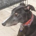 Profile Picture of Bernadette Holmes (@burnkneehyahoocom) on Instagram