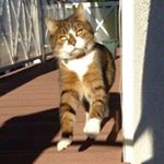 Profile Picture of Joël007 (@joel.straub007) on Instagram