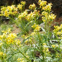 Profile Picture of Alysa Jones (@alysa-jones-15) on Quora