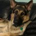 Profile Picture of Wiltzie The Wonder  🐕 Dog (@Kim31941896) on Twitter