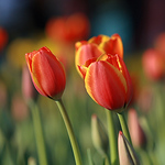 Profile Picture of 伽藍‧德義伽 (@伽藍‧德義伽) on Flickr