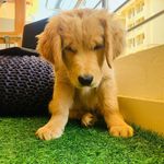 Murphy Thakur aka Mufasa - Instagram Profile Picture of Murphy Thakur aka Mufasa (@murphy.thakur) on Instagram
