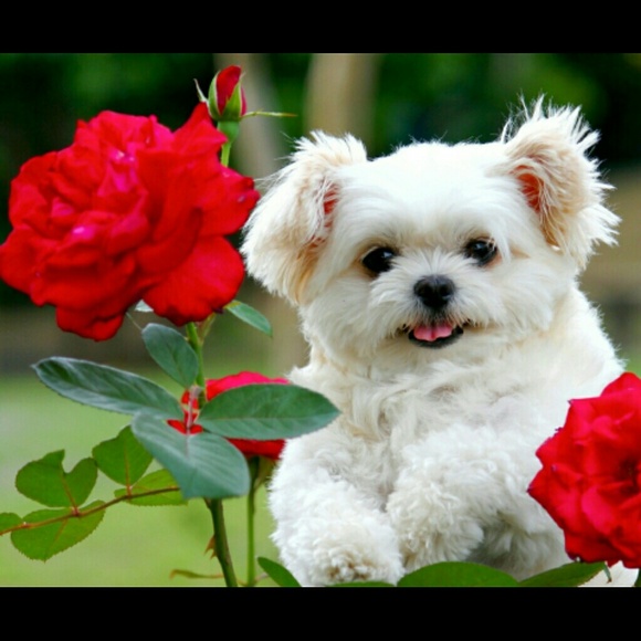 Profile Picture of Alexsis Westlund (@lexi_westlund) on Poshmark