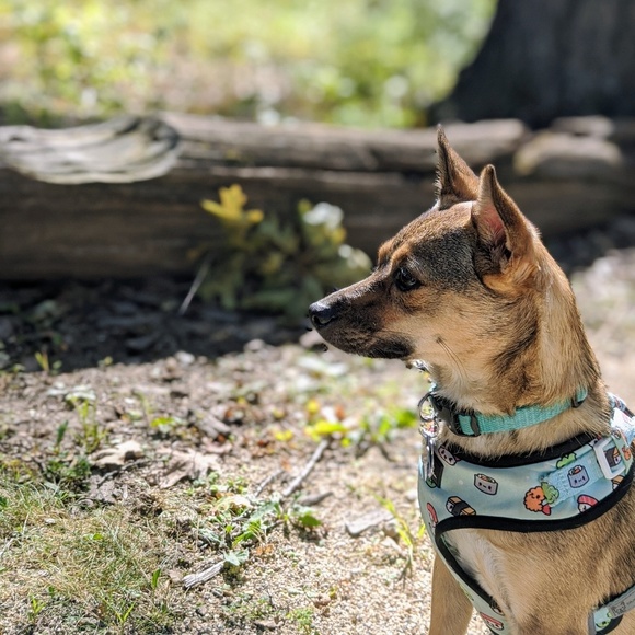 Profile Picture of Anne Murrow (@mochiscloset873) on Poshmark