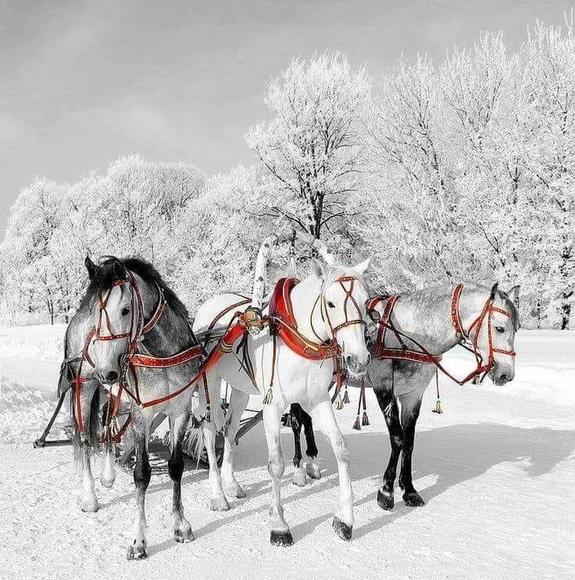 Profile Picture of Kazimierz Grybos (@casey1951) on Poshmark