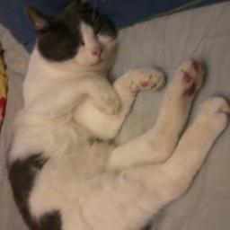 Profile Picture of Papp István (@IstvanPapp4) on Twitter