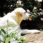 Profile Picture of Robin Valentine (@robinbvalentine) on Instagram