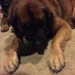 Profile Picture of Pam Wilhelm (@elviskili) on Pinterest