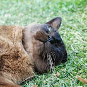 Profile Picture of Mark Hamill (@markhamill2370) on Youtube