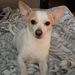 Profile Picture of Annette Schultz (@honnya) on Pinterest