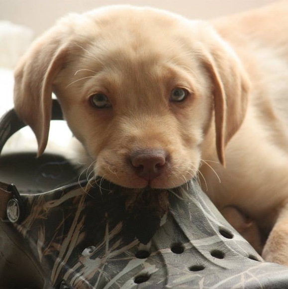 Profile Picture of Brady Borkgren (@bradyborkgren) on Poshmark