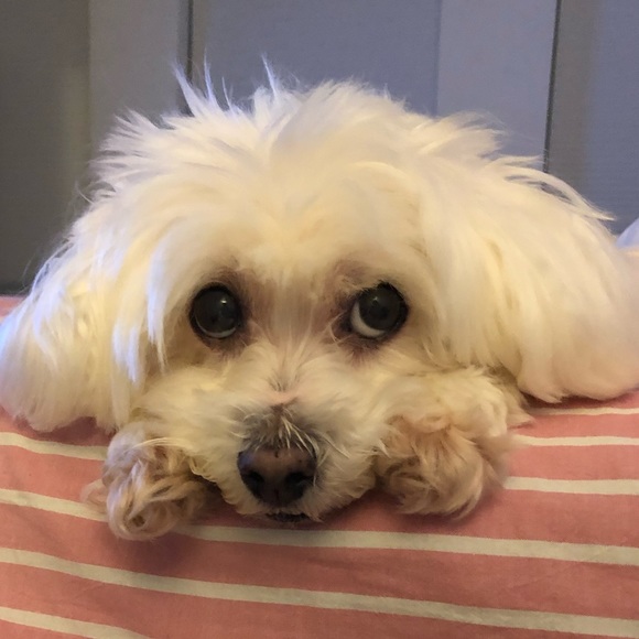 Profile Picture of Nate Qi (@nateqi) on Poshmark