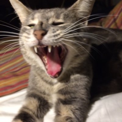 Profile Picture of GaryKunschaft (@GaryKunschaft) on Twitter