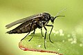 Profile Picture of Bradysia praecoxon Wikipedia