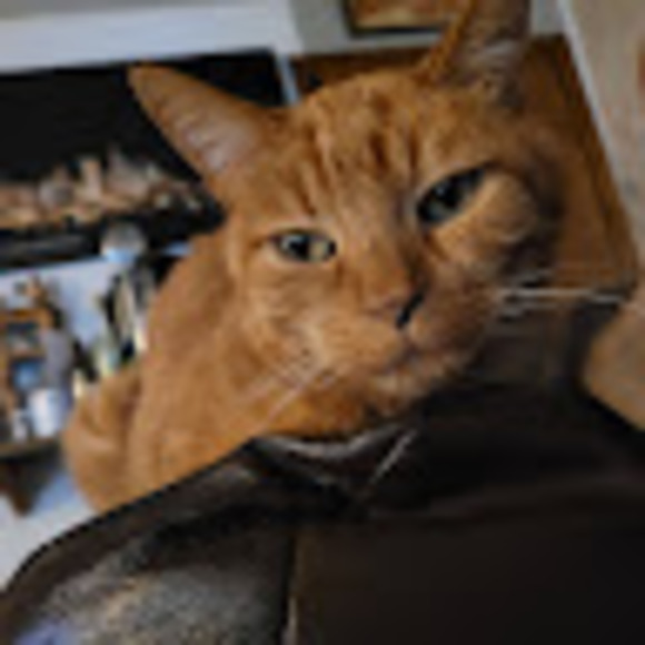 Profile Picture of Bonnie Blasewitz (@bonnieblasewitz) on Poshmark