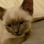 Profile Picture of Lucas Edwards-Caldwell (@edwardscaldwell) on Instagram