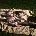 Profile Picture of Aj Proffitt (@bobcat_64) on Instagram