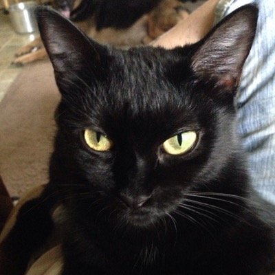 Profile Photo of Cynthia Garner (@5lovleycats) on Twitter