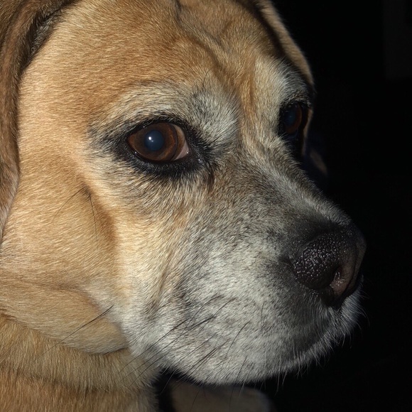 Profile Picture of Lori Manfredi (@shortie102410) on Poshmark