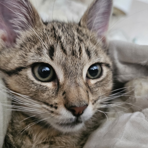 Profile Picture of Jarelly Hernandez (@lelih24) on Poshmark