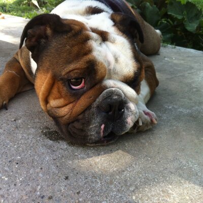 Profile Picture of Dan Cristea (@81Cristea) on Twitter