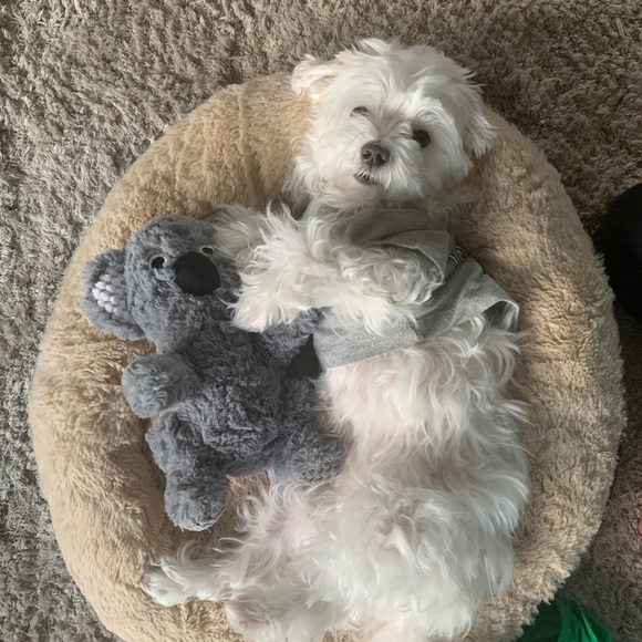 Lauren Badagliacca - Poshmark Profile Picture of Lauren Badagliacca (@abny74) on Poshmark