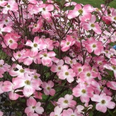 Pam Todman - Twitter Profile Picture of Pam Todman (@poohmom915) on Twitter