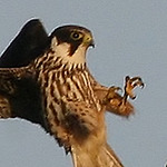 Profile Picture of Mark Peace (@kirkby p) on Flickr