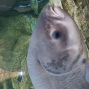 Profile Picture of Bailey Mullins (@baileymullins2650) on Youtube