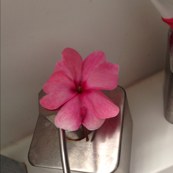 Profile Picture of Betsy Rodriguez (@betsita) on Poshmark