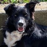 Profile Picture of Charlie McCormick (@james.pyers) on Instagram