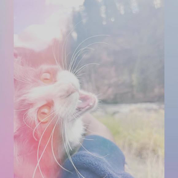 Profile Picture of İris Yeni (@naepay99) on Poshmark