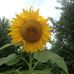 Profile Picture of Barbara Shimer (@barbara.shimer.1) on Facebook