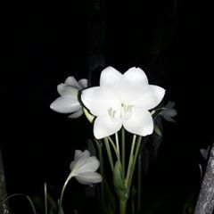 Profile Picture of Rita Routh (@user672517554) on Tiktok