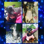 Profile Picture of Sharon Sharlotte Steven Stitch (@sharonlucia08official) on Instagram