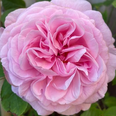 Profile Picture of Dawn Ashby (@DawnAshby3) on Twitter