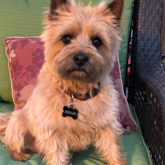 Profile Picture of Sarah Spagnuolo (@sarahspags) on Poshmark