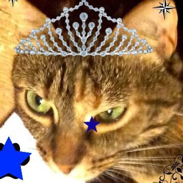 Profile Picture of Cassandra (@star95011) on Twitter