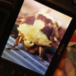 Profile Picture of Jason Husman (@chutzener) on Instagram